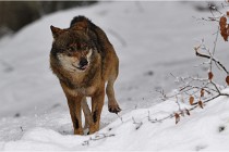 BWaldD5 18-02-16 2274   Photos ACG 2017