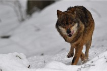 BWaldD5 18-02-16 2279   Photos ACG 2017