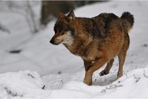 BWaldD5 18-02-16 2287   Photos ACG 2017