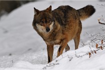 BWaldD5 18-02-16 2302   Photos ACG 2017