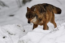 BWaldD5 18-02-16 2310   Photos ACG 2017