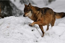 BWaldD5 18-02-16 2316   Photos ACG 2017