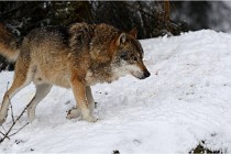 BWaldD5 18-02-16 2335   Photos ACG 2017