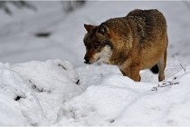 BWaldD5 18-02-16 2341   Photos ACG 2017