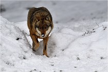 BWaldD5 18-02-16 2348   Photos ACG 2017