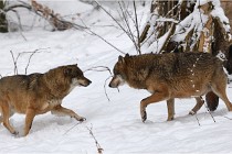 2018-02-12 16  Bayerischer Wald Loups