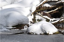 2018-02-12 16  Bayerischer Wald Loutres