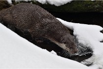 BWaldD5 18-02-14 0724   Photos ACG 2017