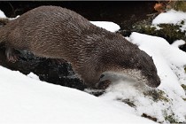 BWaldD5 18-02-14 0727   Photos ACG 2017