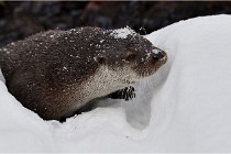 BWaldD5 18-02-14 0737   Photos ACG 2017