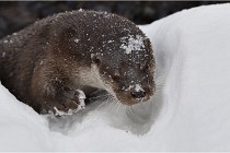 BWaldD5 18-02-14 0739   Photos ACG 2017