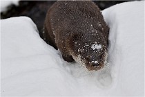 BWaldD5 18-02-14 0745   Photos ACG 2017