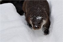 BWaldD5 18-02-14 0749   Photos ACG 2017