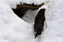 BWaldD5 18-02-14 0762   Photos ACG 2017