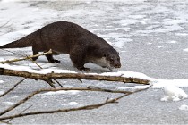 BWaldD5 18-02-14 0779   Photos ACG 2017