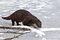 BWaldD5 18-02-14 0782   Photos ACG 2017