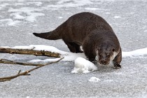 BWaldD5 18-02-14 0783   Photos ACG 2017