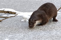 BWaldD5 18-02-14 0789   Photos ACG 2017