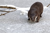 BWaldD5 18-02-14 0794   Photos ACG 2017