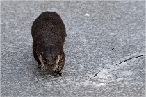 BWaldD5 18-02-14 0802   Photos ACG 2017