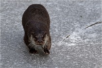 BWaldD5 18-02-14 0805   Photos ACG 2017