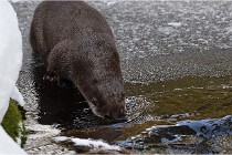 BWaldD5 18-02-14 0818   Photos ACG 2017