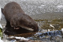 BWaldD5 18-02-14 0828   Photos ACG 2017