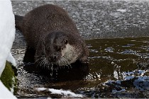 BWaldD5 18-02-14 0844   Photos ACG 2017