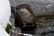 BWaldD5 18-02-14 0851   Photos ACG 2017