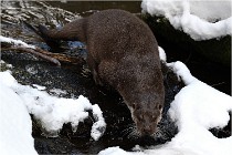 BWaldD5 18-02-14 0898   Photos ACG 2017