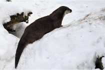 BWaldD5 18-02-14 0903   Photos ACG 2017