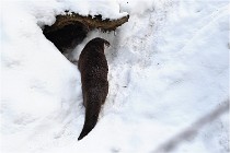 BWaldD5 18-02-14 0932   Photos ACG 2017