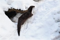 BWaldD5 18-02-14 0939   Photos ACG 2017