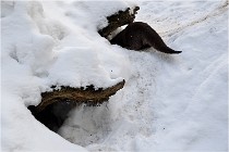 BWaldD5 18-02-14 0974   Photos ACG 2017