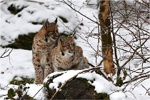 BWaldD5 18-02-12 0054   Photos ACG 2017