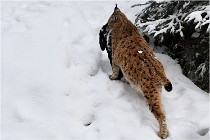 BWaldD5 18-02-12 0067   Photos ACG 2017