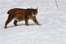 BWaldD5 18-02-12 0079   Photos ACG 2017