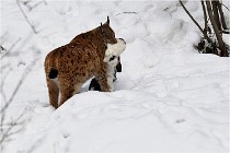 BWaldD5 18-02-12 0089   Photos ACG 2017