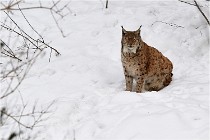 BWaldD5 18-02-15 1631   Photos ACG 2017