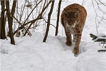 BWaldD5 18-02-15 1642   Photos ACG 2017