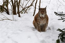 BWaldD5 18-02-15 1648   Photos ACG 2017