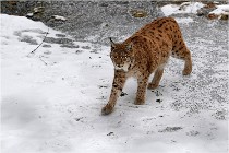 BWaldD5 18-02-15 1678   Photos ACG 2017