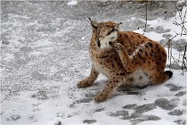 BWaldD5 18-02-15 1752   Photos ACG 2017