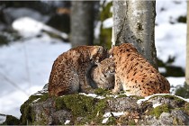 BWaldD5 18-02-15 1769   Photos ACG 2017