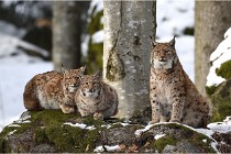 BWaldD5 18-02-15 1782   Photos ACG 2017