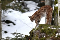 BWaldD5 18-02-15 1802   Photos ACG 2017