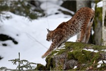 BWaldD5 18-02-15 1806   Photos ACG 2017