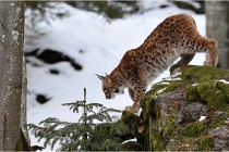 BWaldD5 18-02-15 1812   Photos ACG 2017