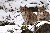2018-02-12 16  Bayerischer Wald Lynx