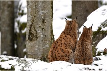 BWaldD850 18-02-12 2429   Photos ACG 2018